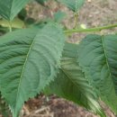 용강점 현대자동차 이미지