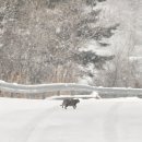 영월펜션 | 강원도 영월 독채 펜션 별하담 D동 불멍 &amp; 바베큐 후기 (+ 폭설 온 날, 제설o)