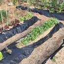 돌트미스테이 이미지