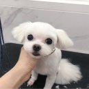 개 이쁜 애견미용샵 네이버블로그