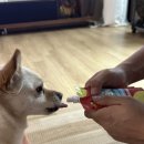 야옹아 멍멍해봐(에코시티점) 이미지