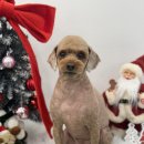 햇살애견미용실 이미지