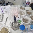 닥터캐닌 | 로얄캐닌사료 비숑프리제 어덜트 강아지사료 구름이건강을위해 바꿨어요