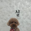 사월의 그루밍 이미지