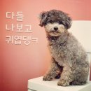 바르다펫 대전점 이미지