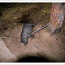 고기의 민족 이미지