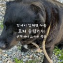 리쉬 | 강아지 목줄 하네스 고민 끝에 선택한 대형견 호지 슬립리쉬 후기