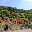 사라보래 이미지