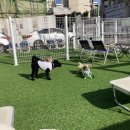 달콤하개 이미지