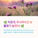 지칭개 효능 부작용 잎 꽃 영양성분 먹는법 총정리