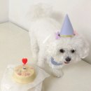 원미로65번길 | [부천 강아지 케이크 추천] 간식주까 3년 단골 후기