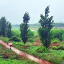 이팝나무길 이미지