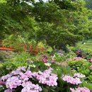 태허정로 | 서울 근교 6월 수국 명소 가볼만한 곳, 광주시 율봄식물원 수국 개화, 평일방문 후기