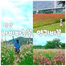 바늘꽃 - 평택시 | 밀양 삼문 수변공원 나비바늘꽃(가우라) 양귀비꽃 만개