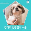상암 진 동물의료센터 | 강아지 방광결석 수술후기 [올림픽 동물의료센터]