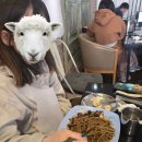 칠봉이네 | [신가동 칠봉이짬뽕] 어린이짜장, 쟁반짜장 후기 여긴 짜장도 맛있어!