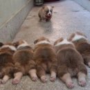 식사하셨습니까 이미지