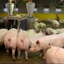 돼지열병 국내 9마리째 발견, 돼지고기 먹어도 될까? 이미지