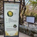 경기 광주- 화담숲 🌼 &#34;봄 수선화 축제&#34; 후기/ 예약 방법/ 주차/ 추천