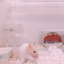 보라펫 이미지