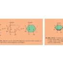 포도당의 선형 구조와 고리 구조 이미지