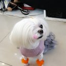 에이프럴즈펫 - 창원시 의창구 남산로 101 | 에이프럴즈펫