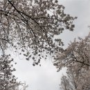 탄동천 | 대전 근교 벚꽃 나들이 추천: 탄동천 숲향기길 주말 방문 후기 (주차 가능)