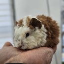 펫엔글라이더본점&로던트클럽 광주 이미지