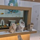 캣플 동탄점 이미지