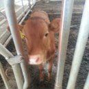 정근목장 이미지