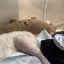 리브동물의료센터 이미지