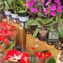 노점잡곡