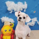 애견미용 이미지