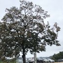 자연과 함께하는 초록 힐링 2회기 | [핸즈커피 다사점] 숲 뷰와 함께하는 힐링 카페, 시그니처 소이크림라떼 후기