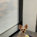 짱세