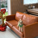 무아몽 해운대 강아지 애견미용 이미지