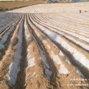 일등농장 이미지