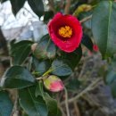 신흥동백나무군락 이미지