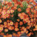 송한농장 이미지