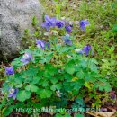 호수공원6 야생초화원 이미지