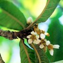 비파나무집 이미지