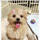 마마스미독 강아지분양 대전점 이미지