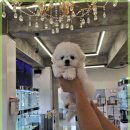 로얄펫 강아지분양 고양이분양 전주본점 | 전주 로얄펫에서 강아지 분양받기, 만족스러운 경험과 서비스