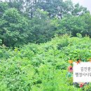 용문 행정사 이미지