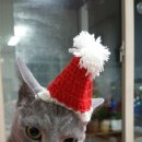 고양이나라 이미지