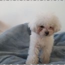 더펫센터 | 양천구강아지놀이방 최고의 선택, 꼬마네 펫 데이케어센터 후기