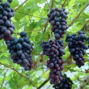 나무유통 이미지