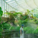 싱가폴 | 싱가포르 보타닉가든 입장료 오키드가든 후기 싱가폴 자유여행 코스