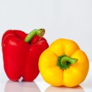 댕마카세 이미지