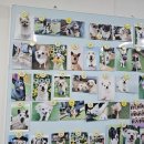 슬기로운 댕댕 유치원 이미지